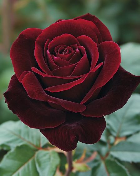 crimson velvet rose.jpg